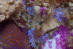 Phyllodesmium horridum