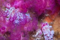 Phyllodesmium horridum