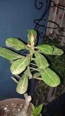 Crescentia alata