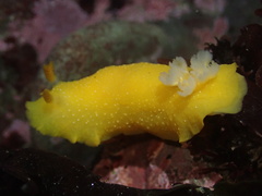 Doriopsilla fulva