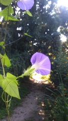 Ipomoea meyeri