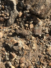 Phrynosoma blainvillii