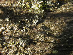 Chartoscirta elegantula