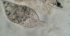 Lacrymaria olor