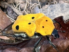 Doryscelis calcarata