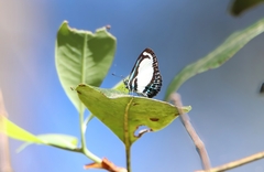 Psychonotis caelius