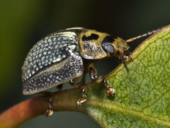 Paropsisterna agricola