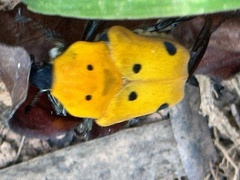 Doryscelis calcarata