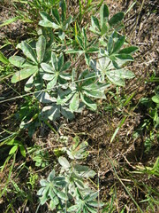 Lupinus