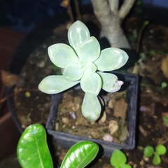 Sedeae