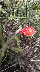 Peniocereus striatus