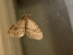 Operophtera
