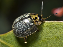 Paropsisterna agricola