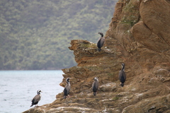 Phalacrocorax punctatus