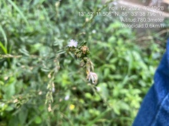 Pseudelephantopus spicatus