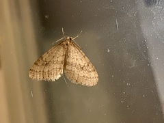 Operophtera