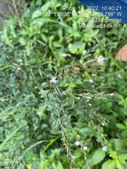 Pseudelephantopus spicatus