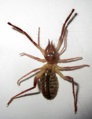 Solifugae