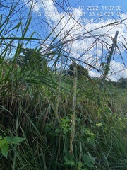 Paspalum dilatatum