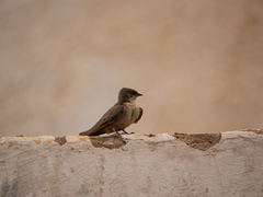 Ptyonoprogne fuligula