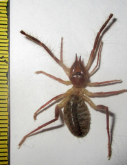 Solifugae