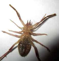 Solifugae