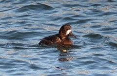 Aythya affinis