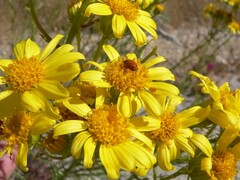 Senecio flaccidus monoensis