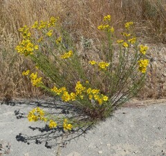 Senecio flaccidus monoensis