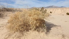 Atriplex canescens linearis