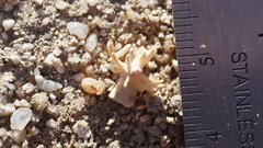 Atriplex canescens linearis