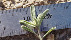 Atriplex canescens linearis