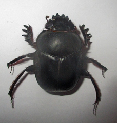Scarabaeus