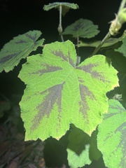 Rubus alceifolius