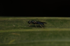 Sarginae