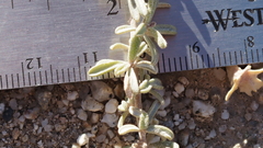 Atriplex canescens linearis