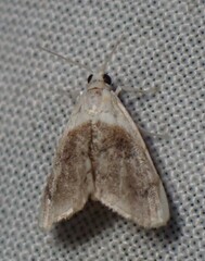 Lipocosmodes fuliginosalis