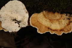 Trametes versicolor