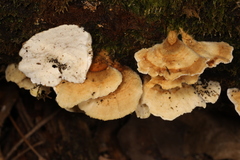 Trametes versicolor