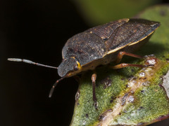 Tholosanus proximus