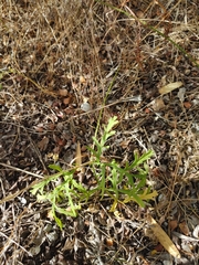 Pelargonium multiradiatum