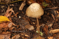 Psathyrella amarescens