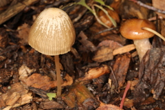 Psathyrella amarescens