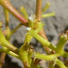 Chorizanthe brevicornu