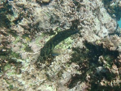 Ophioblennius steindachneri