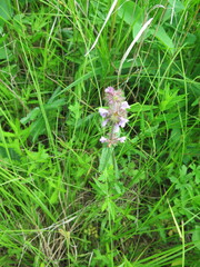 Stachys aspera