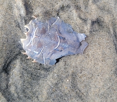 Blepharipoda occidentalis