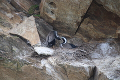 Phalacrocorax punctatus