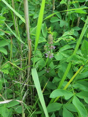 Stachys aspera