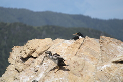 Leucocarbo carunculatus